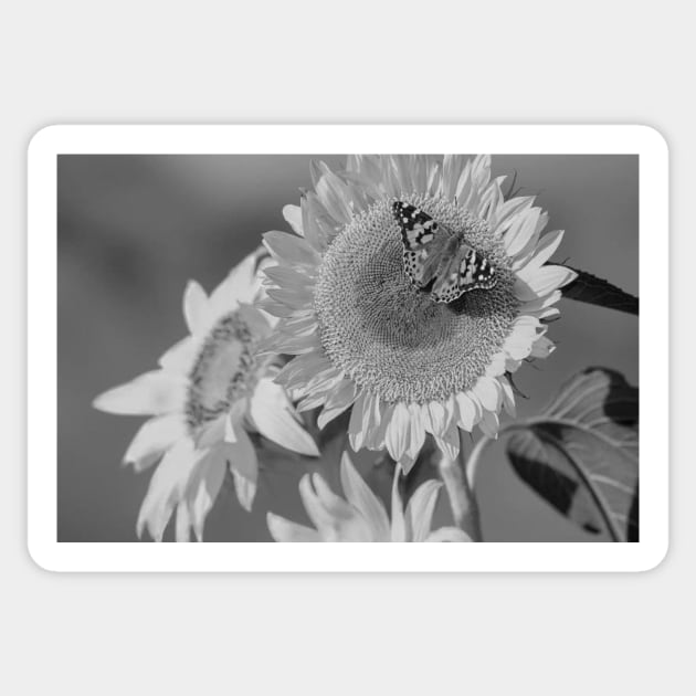 American Painted Lady Butterfly On Sunflower Sticker by AinisticGina